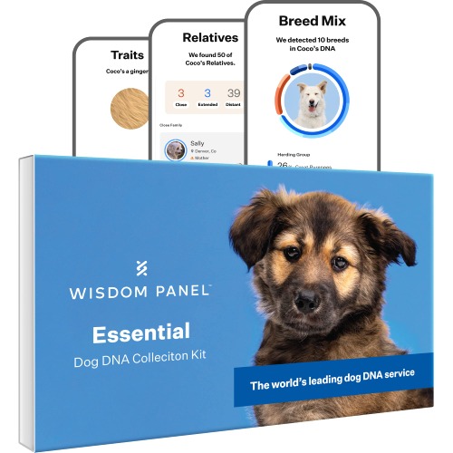 Wisdom Panel Essential: Most Accurate Dog DNA Test Kit for Breed ID and Ancestry | 25+ Genetic Health Conditions | Traits | Relatives | 1 Pack - 1 Count (Pack of 1)