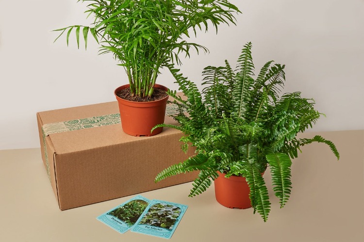 Premium House Plant Box | Pet-Friendly