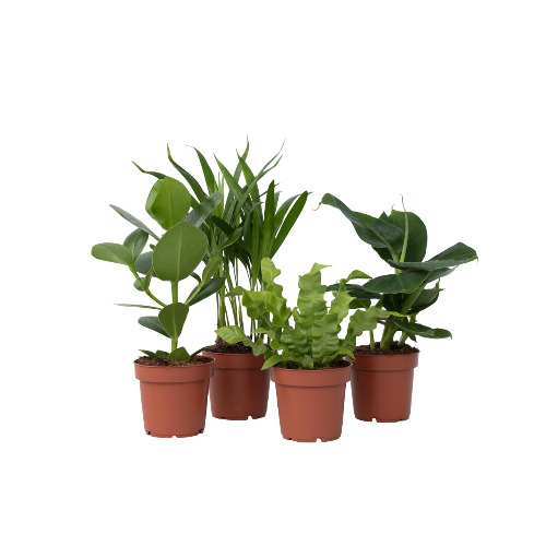 Plant in a Box - Set 'Green Quartet' - Areca, Asplenium, Clusia, Musa - Set van 4 - Kamerplanten - Pot 12cm - Hoogte 25-40cm