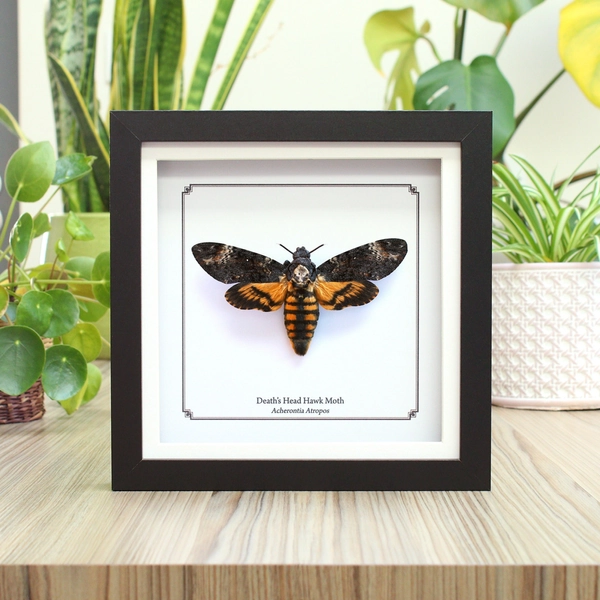 Death Head Hawk Moth, Taxidermy Moth