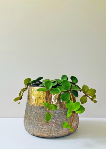 Peperomia tetraphylla - Hope | Default Title