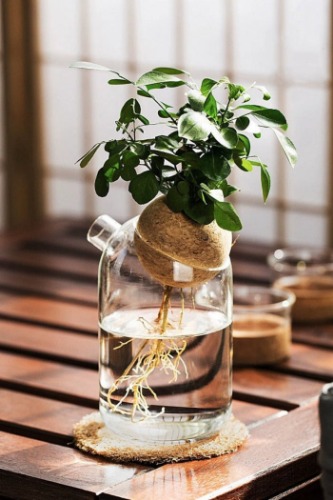 Musheng Designer Glass Vase & Propagation Station | Sphere Top