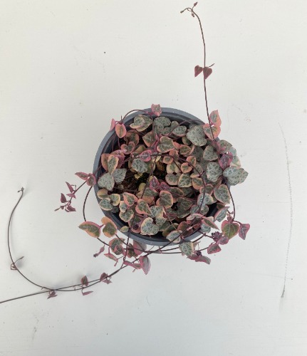 Variegated Chain of Hearts - Ceropegia woodii variegated 12cm pot