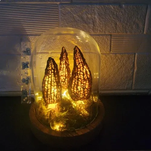 Handmade morel mushroom lamp Wild mushroom lamp in a glass container with USB battery