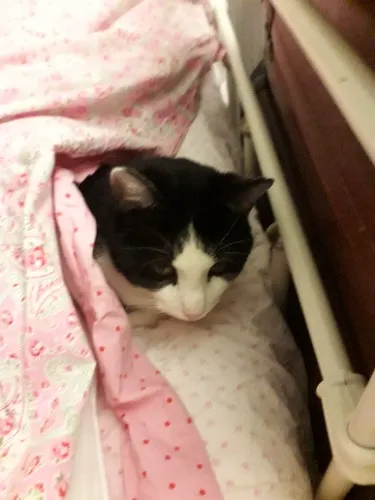 Blood Test For My Cat