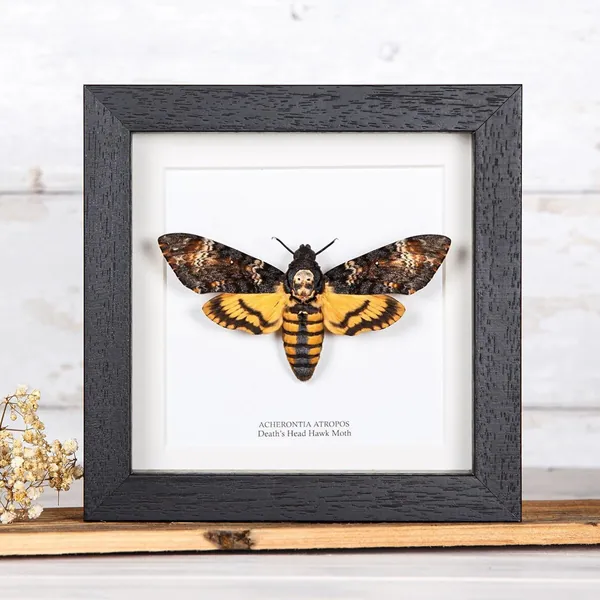 Death's Head Moth Silence of the Lambs in Box Frame (Acherontia atropos)