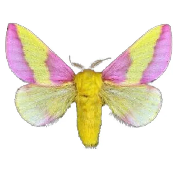 Dryocampa rubicunda Pink Yellow Rosy Maple Moth Indiana