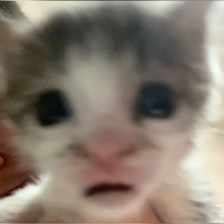 Cat food for one month <3