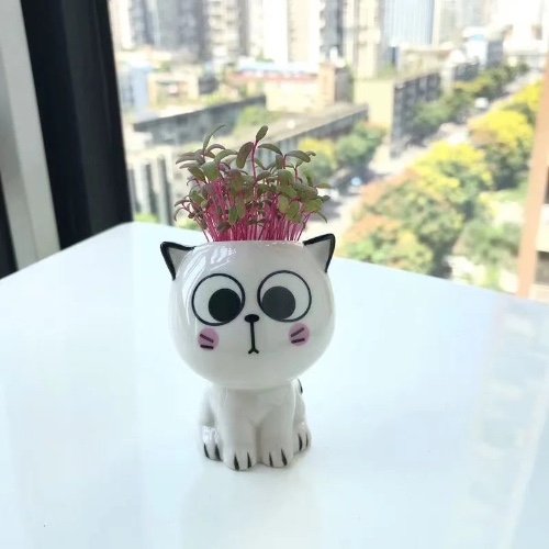White Ceramic Cute Cat Cartoon Plant Pot (Various Expressions) - Big Eyes Straight Face