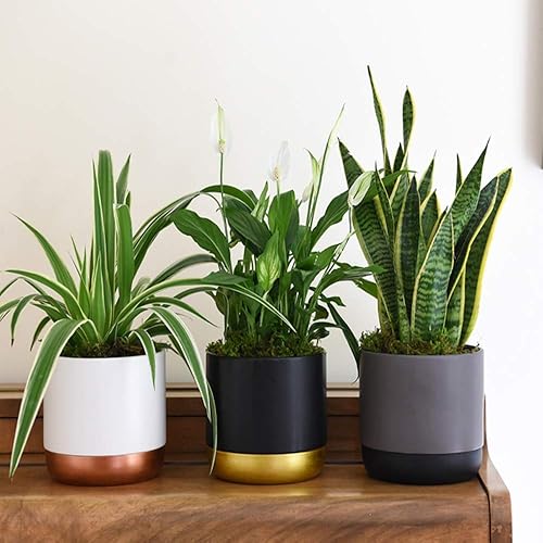 Air Purifying Plant Collection 3 Indoor House Plants Snake Plant, Peace Lily, Spider Plant, Perfect for Cleaning Air at Home in Office, 3x 12cm Pots One of Each by Thompson and Morgan (3) - 3