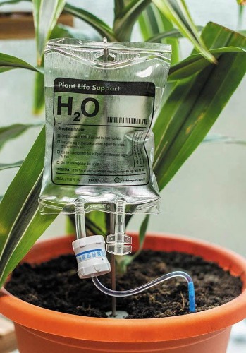 Plant | LIFE SUPPORT