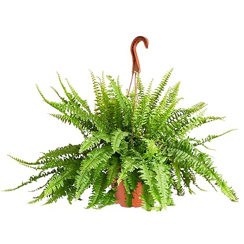 Shop Succulents Queen Fern Plant, Hanging Live Indoor Plant, Easy Care Hanging Trailing Houseplant in Nursery Pot, Air Purifying Plant in Soil, Housewarming, Home Décor, Trails 2-3 Feet - Queen Fern