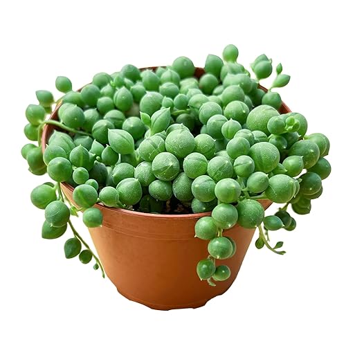 String of Pearls (4-inch), Succulents Plants Live, Succulent Plants Fully Rooted in Pots with Soil, Easy-Care House Plant for DIY, Home Office Decor, Wedding Party Favor - 4" - String of Pearls