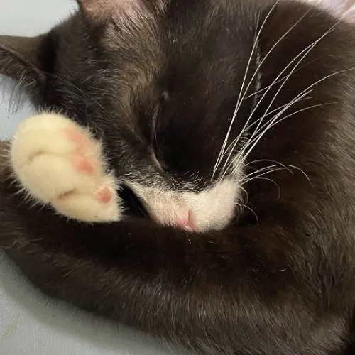 Nanashi's food & toys funds