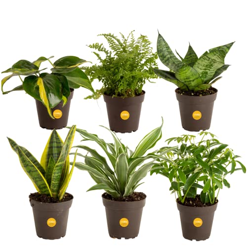 Costa Farms Live House Plants (6 Pack), Easy Grow Houseplants, Potted in Indoor Garden Plant Pots, Grower's Choice Clean Air Purifier Planter Set, Potting Soil Mix, Gift for Home and Office Decor - Nursery Plant Pot (6-Pack) - 8-10 Inches Tall - Clean Air Plant Collection - Plant Collection