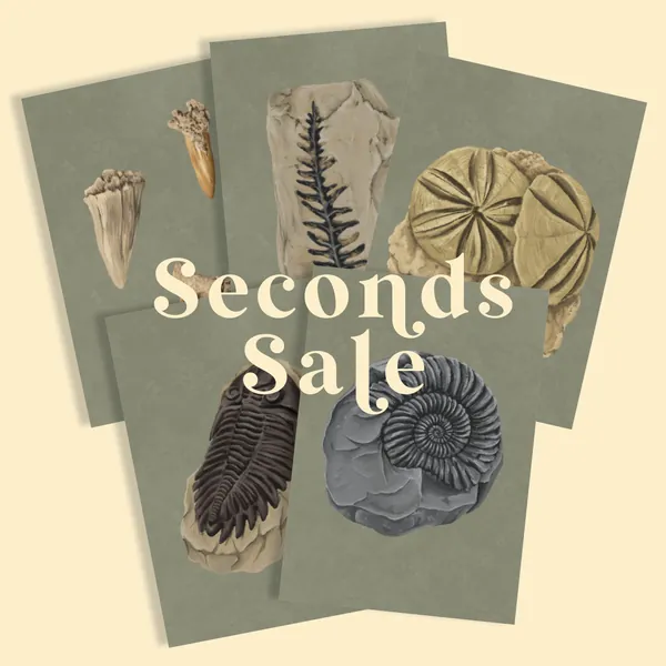 Fossil art, Seconds Sale, Postcard set, Paleontology Gift, Ammonite fossil, illustrated postcard, dinosaur wall art, natural history art