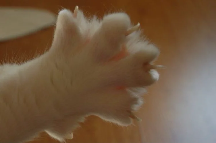 pedicure ˚.🎀༘⋆