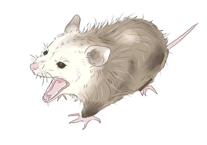 Expressive Possum Sticker