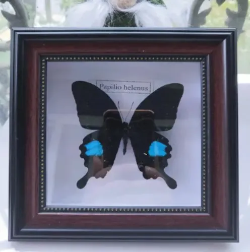 BORBOLETA TAXIDERMY!