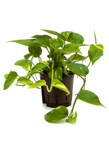 Golden POTHOS Scindapsus Epipremnum Aureum Devils Ivy Indoor Plant in 12cm Pot