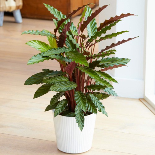 Lovely 30-40cm Potted Calathea Elgergrass Air Purifying Indoor Houseplants