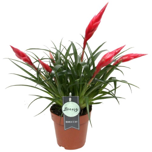 Breasy® - Bromeliad Vriesea Multiflora Astrid Red -Live Indoor Plant Growers Pot - Pot Diameter 12 cm - Height Bromelia 45 cm - Quality from Holland -Live Indoor Plant - Fresh from The Grower