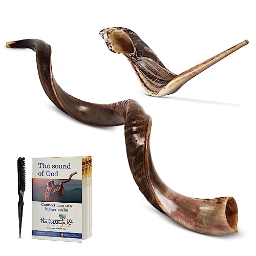 HalleluYAH 47"-51" Yemenite kudu Shofar From Israel Plus Free Bonus Ram Horn - 47"-51" - Half Polished
