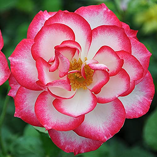 Heirloom Roses Rose Plant - Nicole® Multi Rose Bush, Floribunda Live Plant for Planting Outdoors