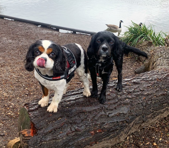 Monthly Pet Insurance