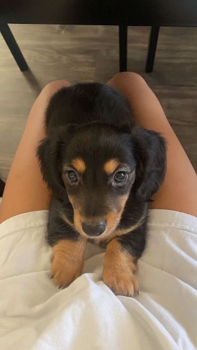 My Dream Dog
