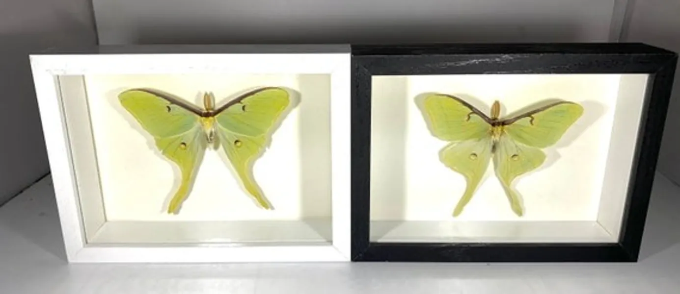 Real Black White Framed Shadow Box Green North American Luna | Etsy