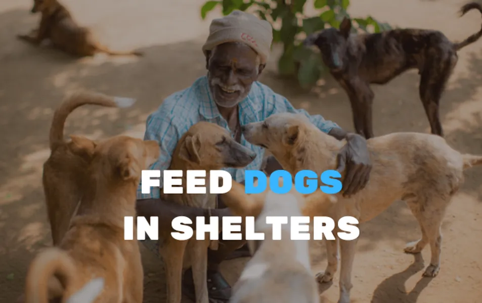 Feed stray dogs in shelters £10 Gift Card