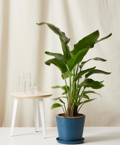 Buy Potted Bird of Paradise Indoor Plant | Bloomscape