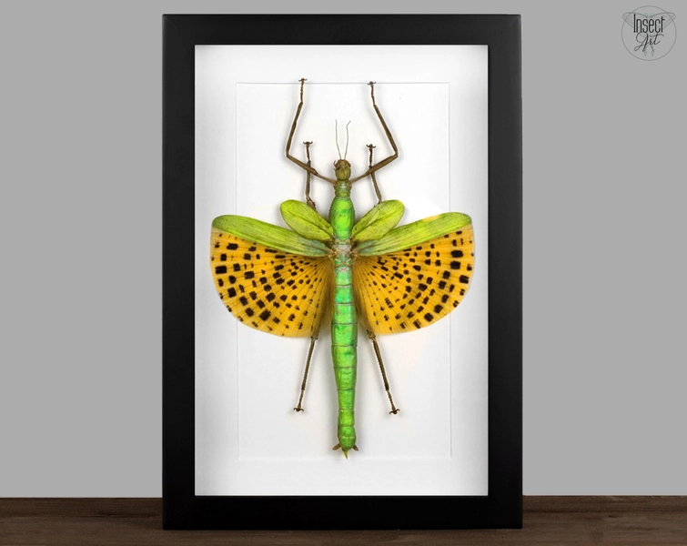 real Framed giant stick insect Paracyphocrania major Shadow Box Bug Frame Taxidermy Taxadermy Wall Hanging Display Oddities Curiosities