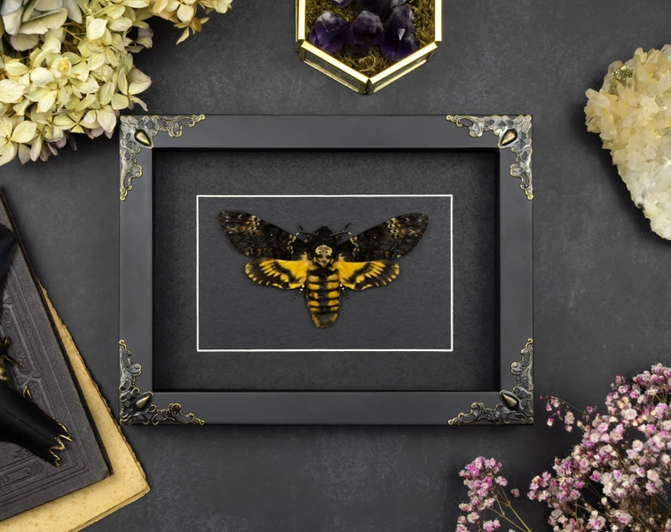 Real framed death&#39;s-head hawkmoth Shadow Box Frame Insect Taxidermy Barock Tarot Print Halloween Gothic Witch Wall