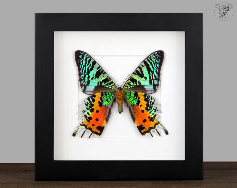 Sunset Moth Urania Ripheus Dead Bug Taxidermy Shadow Box Frame
