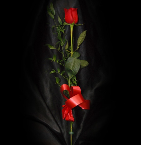 Single rose