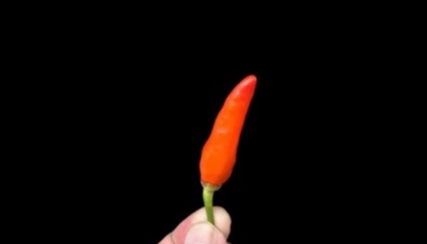 Micro chilli-less than 3”