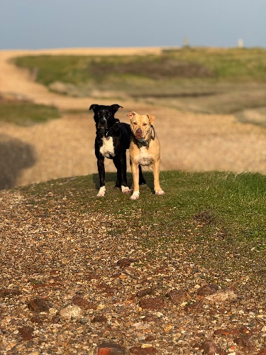 Treats for Sosa & Lexi