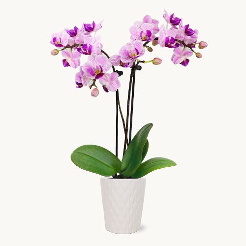 Petite Cape Town - Regular Shipping