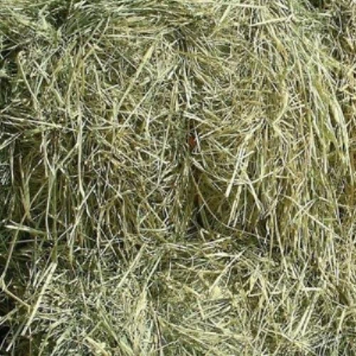 Hay (month)