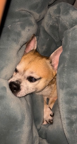 Help me with Romeo’s surgery 