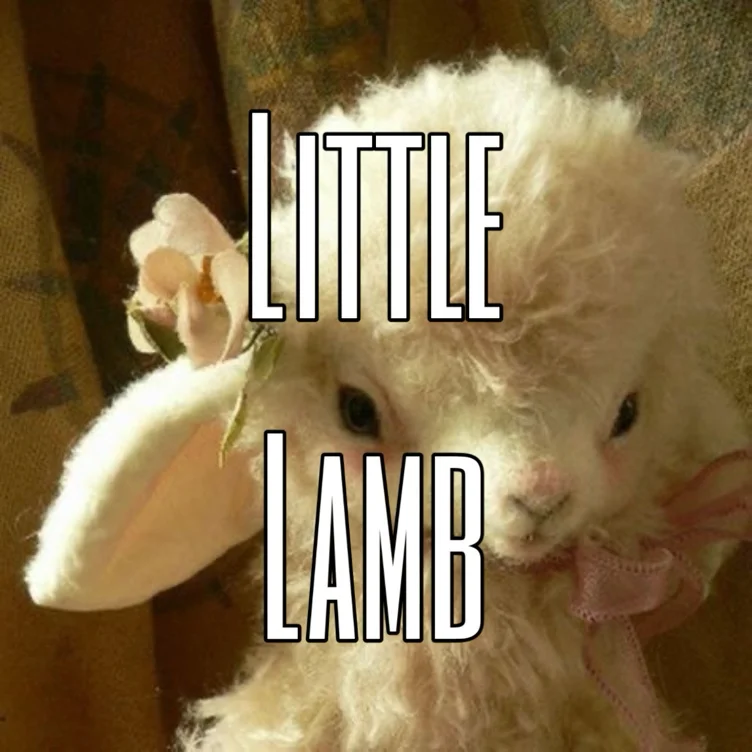Little lamb 🖤