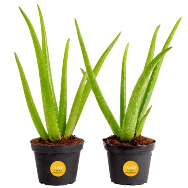 Costa Farms Aloe Vera (2 Pack), Live Succulent Plant, Easy Care Indoor Houseplant in Grower Pot, Natural Room Air Purifier in Soil, Living Room or Office Décor, New House Warming Gift, 12-Inches Tall