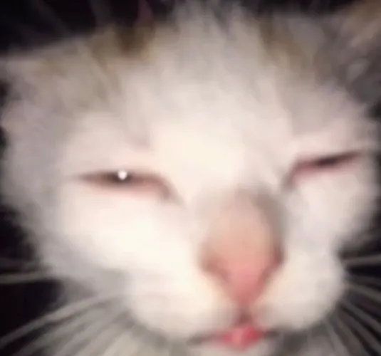 a kiss on the cheek :3 