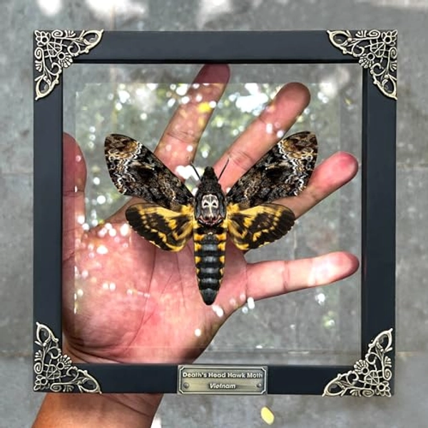 Real Death Head Moth Acherontia Glass Frame Skull Butterfly Handmade Shadow Box Insect Oddity Curiosities Unique Taxidermy Collectables Tabletop Wall Art Home Decor Living Gallery Bedroom K18-01-KINH