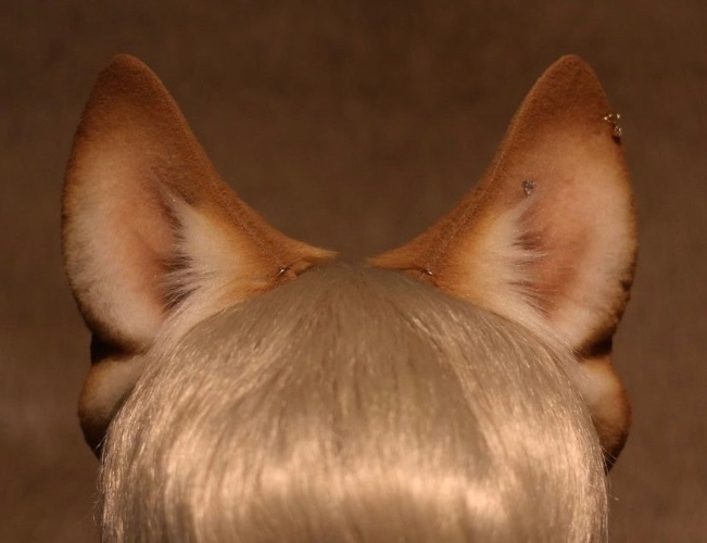 Ginger Hound ears