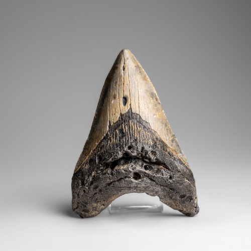 Genuine Megalodon Shark Tooth in Display Box (271.2 grams)