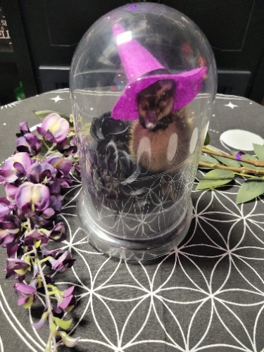 Witch Duckling in Glass Cloche