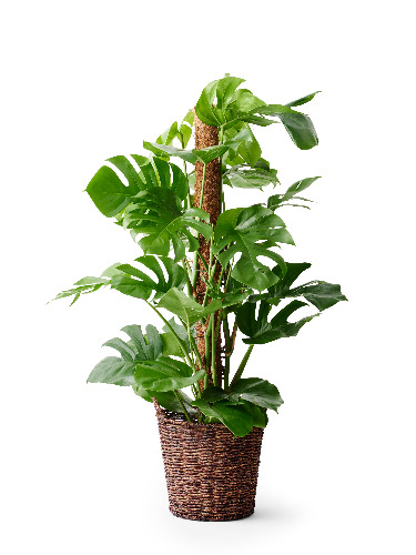 Monstera, 120 cm
